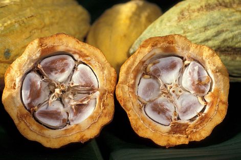 cacaobab_fel.jpg